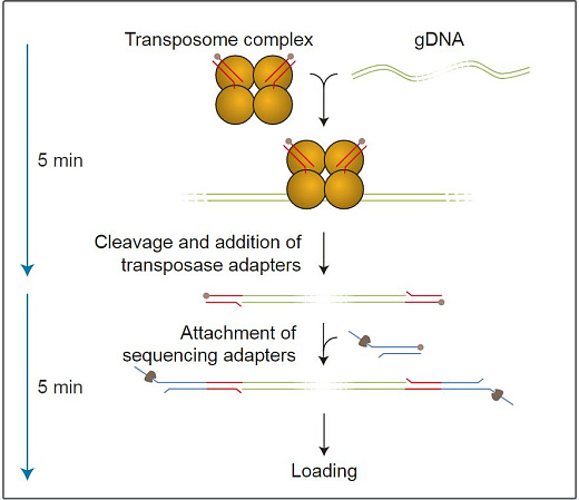 Набор для секвенирования ДНК в полевых условиях, Field Sequencing Kit, Oxford Nanopore Technologies Фото 1